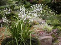 ヤシュウハナゼキショウ