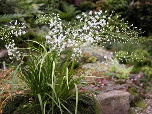 ヤシュウハナゼキショウ 野州花石菖 の育て方 山野草を育てる