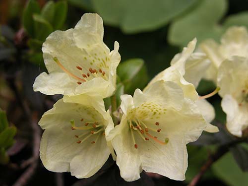 ミニシャクナゲ レン の育て方 山野草を育てる