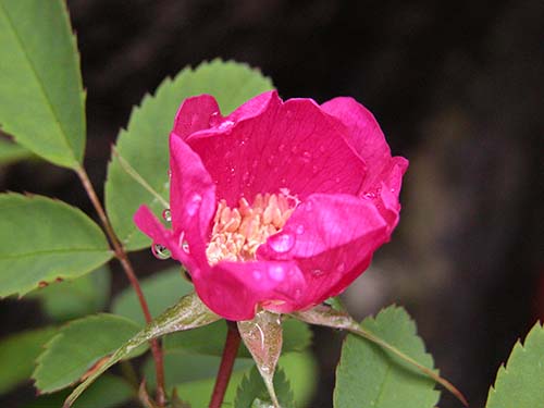 タカネイバラ 高嶺薔薇 の育て方 仲間のサンショウバラ 山椒薔薇 山野草を育てる