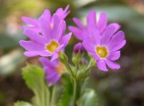 ミチノクコザクラ