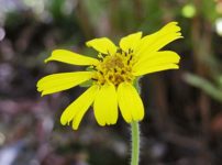 ラナンキュラス ゴールドコインの育て方 山野草を育てる ラナンキュラス ゴールドコインの育て方 山野草を育てる