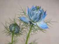 クロタネソウ（ニゲラ・ダマスケナ）