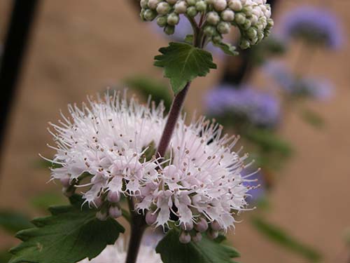 ダンギク 段菊 の育て方 山野草を育てる