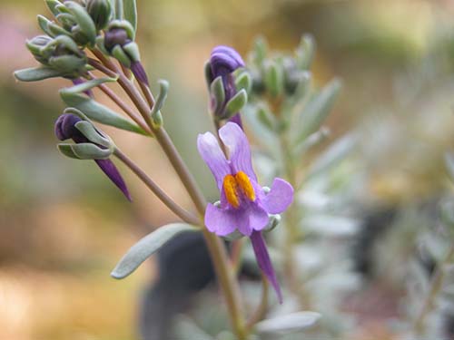 リナリア アルピナ Linaria Alpina の育て方 マツバウンラン属のマツバウンランとツタバウンラン属のツタバウンランの特徴 山野草を育てる