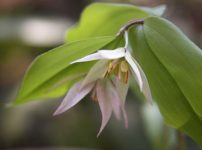 チゴユリ（ピンク）