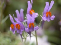 リナリア・アルピナ