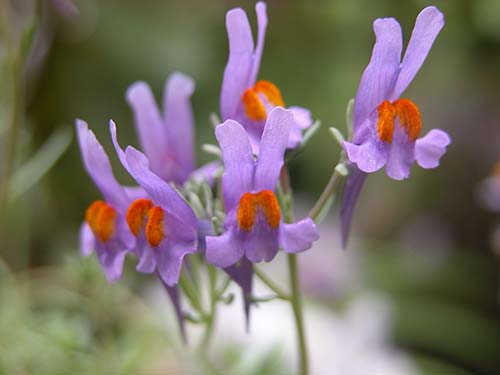 リナリア アルピナ Linaria Alpina の育て方 マツバウンラン属のマツバウンランとツタバウンラン属のツタバウンランの特徴 山野草を育てる