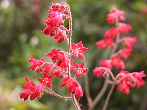 ツボサンゴ ヒューケラ サンギネア Heuchera Sanguinea とヒューケレラ Heucherella の育て方 山野草を育てる