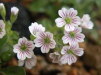 オノエマンテマ