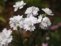 カザグルマ 風車 の育て方 日光植物園のカザグルマ 山野草を育てる カザグルマ 風車 の育て方 日光植物園のカザグルマ 山野草を育てる