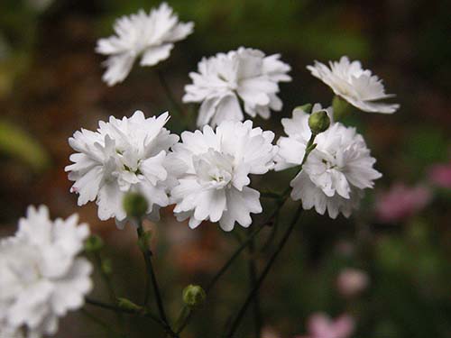 シレネ アルペストリス Silene Alpestris の育て方 山野草を育てる