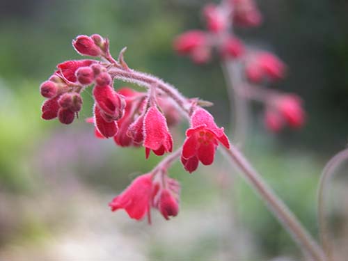 ツボサンゴ（ヒューケラ・サンギネア Heuchera sanguinea）