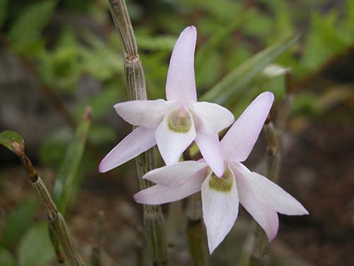 セッコク 石斛 の育て方 デンドロビュームの育て方 山野草を育てる