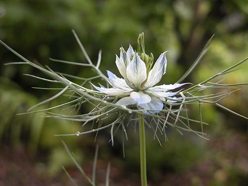 クロタネソウ ニゲラ ダマスケナ の育て方 山野草を育てる