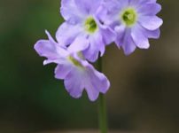 プリムラ インボルクラータ（Primula involucrata）