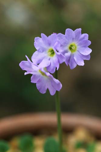 プリムラ インボルクラータ（Primula involucrata）