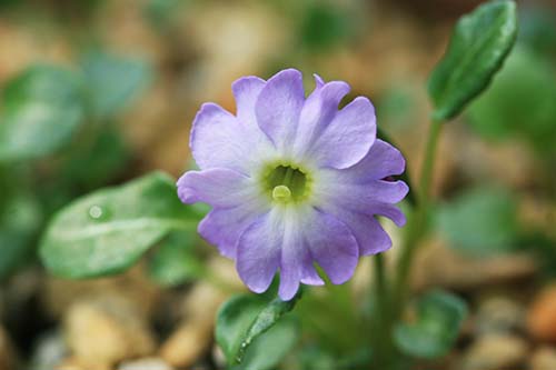 プリムラ インボルクラータ（Primula involucrata）