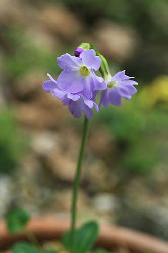 プリムラ インボルクラータ（Primula involucrata）