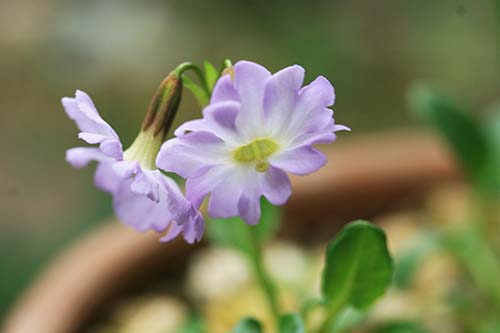 プリムラ インボルクラータ（Primula involucrata）