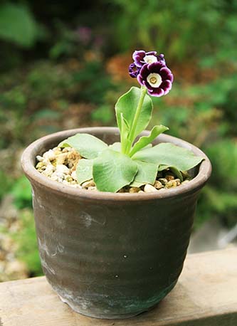 プリムラ オーリキュラ Primula Auricula の育て方 山野草を育てる