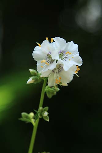 白花西洋ハナシノブ