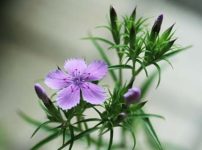 ラナンキュラス ゴールドコインの育て方 山野草を育てる