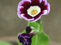 プリムラ・オーリキュラ