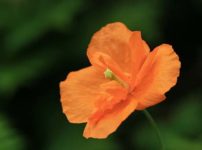 Papaver・rupifragum ‘Flore Pleno’