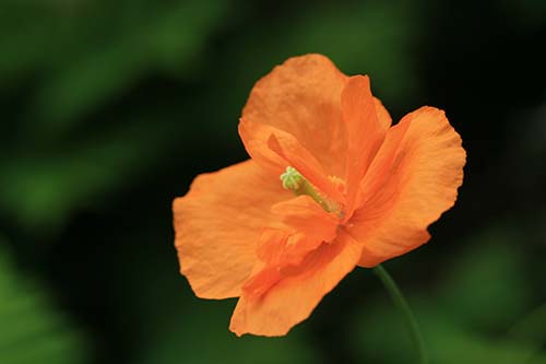 Papaver・rupifragum ‘Flore Pleno’