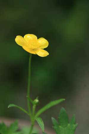 クモイキンポウゲ