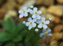 ミヤマムラサキ（深山紫）