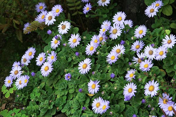 ダルマギク 達磨菊 の育て方 仲間のシュウブンソウ 秋分草 の特徴 山野草を育てる