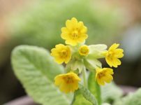 プリムラ・ベリス（Primula veris）
