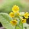 プリムラ・ベリス（Primula veris）