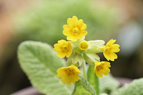 プリムラ・ベリス（Primula veris）