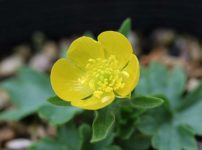 ラナンクルス・ゴウアニイ