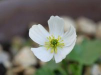 ラナンキュラス・クレナツス