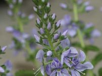 ミヤマクワガタ