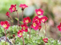 洋種クモマグサ