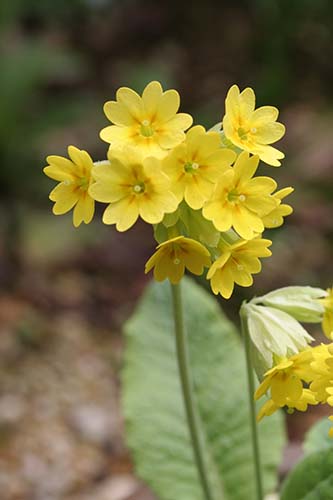 プリムラ・ベリス（Primula veris）