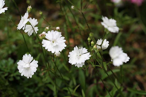 シレネ アルペストリス Silene Alpestris の育て方 山野草を育てる