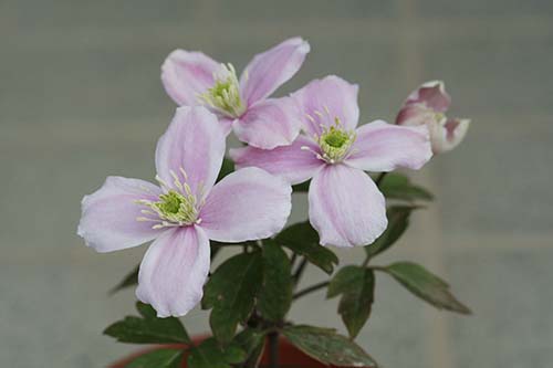 クレマチス モンタナ Clematis Montana の育て方 旧枝咲き 山野草を育てる