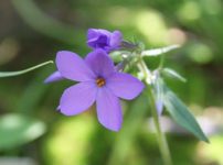 ツルハナシノブ’プラム パーフェクト’