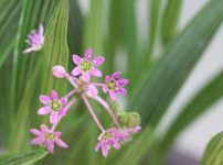 ラナンキュラス ゴールドコインの育て方 山野草を育てる