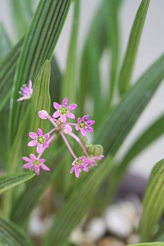 シマツルボ 縞蔓穂 の育て方 山野草を育てる