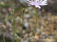 ラナンキュラス ゴールドコインの育て方 山野草を育てる