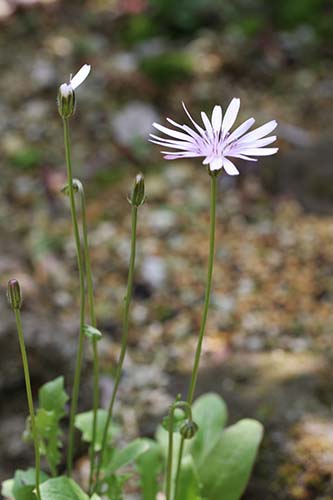 モモイロタンポポの育て方 山野草を育てる