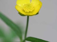 クモイキンポウゲ