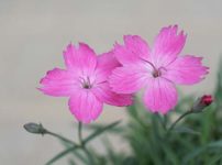 四季咲きタカネナデシコ